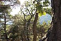 A Juniper forest in Novyi Svit