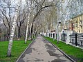 Allée de bouleaux le long du théâtre dramatique