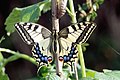 Machaon