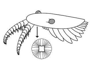 Outdated reconstruction of Anomalocaris canadensis (1980s) アノマロカリス・カナデンシスの旧復元（1980年代）
