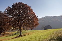 69. Platz: Derzno mit Einzelbaum auf Feld, Landschaftsschutzgebiet Högenbachtal, Lichtenegg, Beselberg mit westlichem Birgland, Fürnried