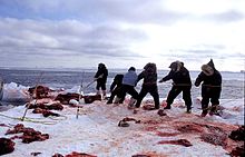 Inuit hunting walrus, 1999 21 Walrus Hunt 1999.jpg