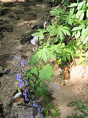 生育環境。渓谷に造成された砂防堰堤の上流側の堆積土砂に生育するジョウシュウトリカブト。ウワバミソウ、アザミ属の種とともに生育していた。