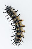 Dorsal view of larva, showing barbed spines