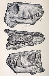 Crâne d'Aelurosaurus felinus, montrant la disposition de ce dernier.
