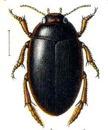 Agabus uliginosus