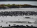 South Island oystercatchers at Ambury Regional Park.