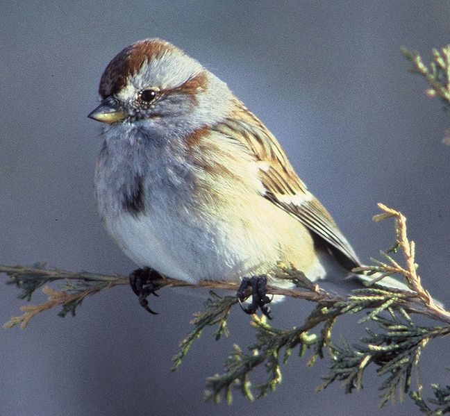 File:Americantreesparrow36.jpg