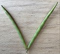 Amsonia tabernaemontana single paired follicle detached from plant (paler, unsunned side)