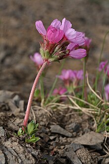 Androsace laevigata í Olympic National Park, Bandaríkjunum