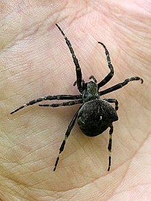 Araneus angulatus(ThKraft).jpg