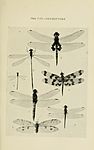 4. Rhyothemis graphiptera from Australian Insects 1907.