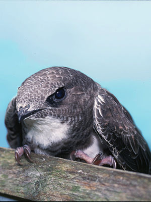 Alpine Swift (Tachymarptis melba)