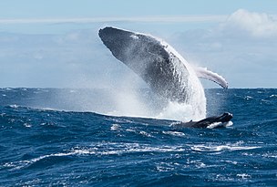 Une baleine à bosse et son baleineau, au large de Tahiti. (définition réelle 4 142 × 2 754)