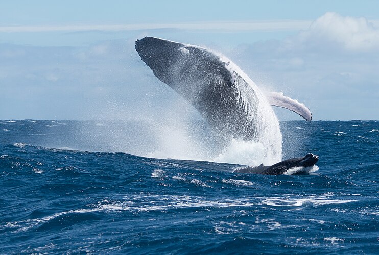 Самка горбатого кита (Megaptera novaeangliae), сопровождающая детёныша, выпрыгивает из воды, чтобы отпугнуть самцов
