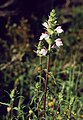 Bartsia trixago