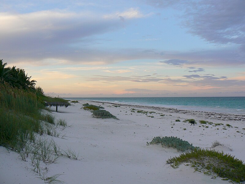 File:Beachsunsetdog.jpg