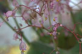 Fleurs femelles (à gauche) et mâles (à droite)