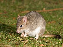 Bettongia gaimardi.jpg