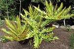 Miniatura para Blechnum tabulare