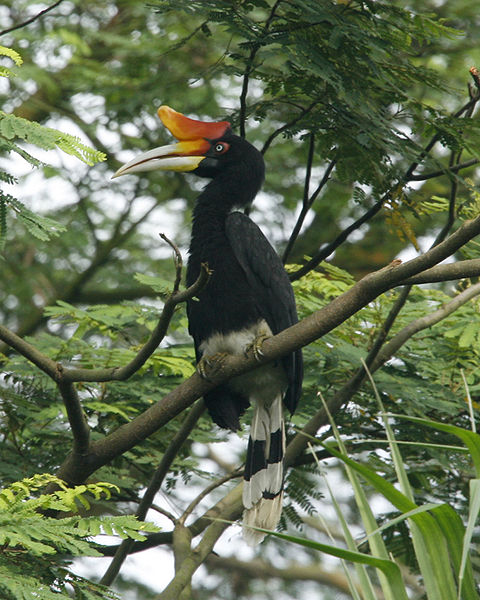 Ficheiro:Buceros rhinoceros (female) -Singapore-6.jpg