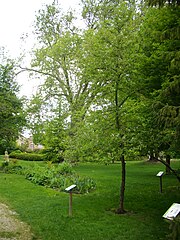 Baum in Châlons-en-Champagne