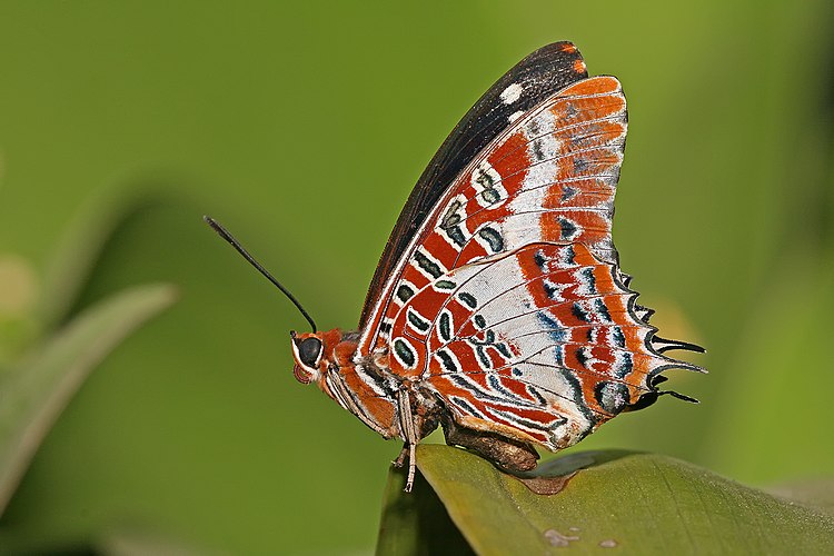 Бабочка Charaxes brutus natalensis (фотография сделана в Дар-эс-Саламе, Танзания)