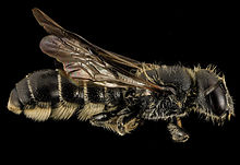 Rear view of a male Chelostoma Rapunculi