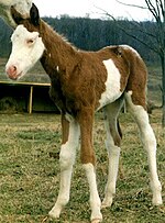 Miniatura para Caballo pío