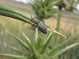 Clanoptilus marginellus