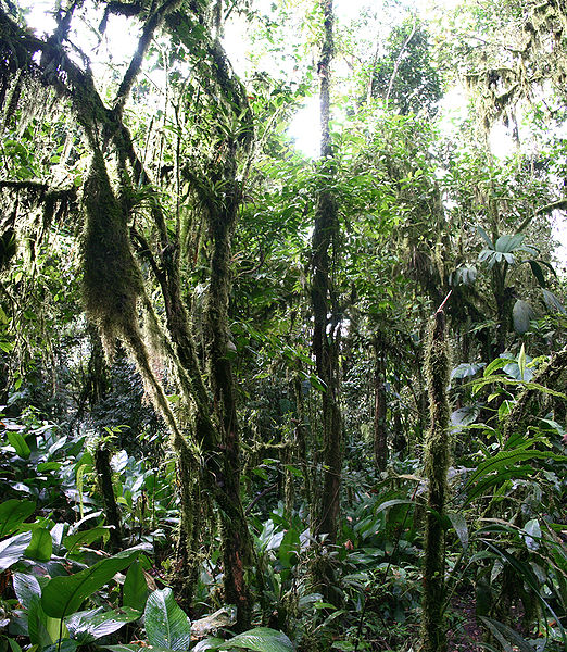 File:Cloud forest Ecuador.jpg