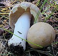 Cortinarius caperatus