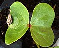 Cotilèdons de cotoner (Gossypium hirsutum) amb les restes de la llavor enganxades a la fulla de l'esquerra.