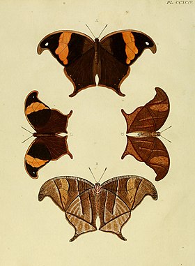 C. chorinaeus fêmea (maior) e macho (menor), vistos por cima e por baixo nesta ilustração do ano de 1779.[1]