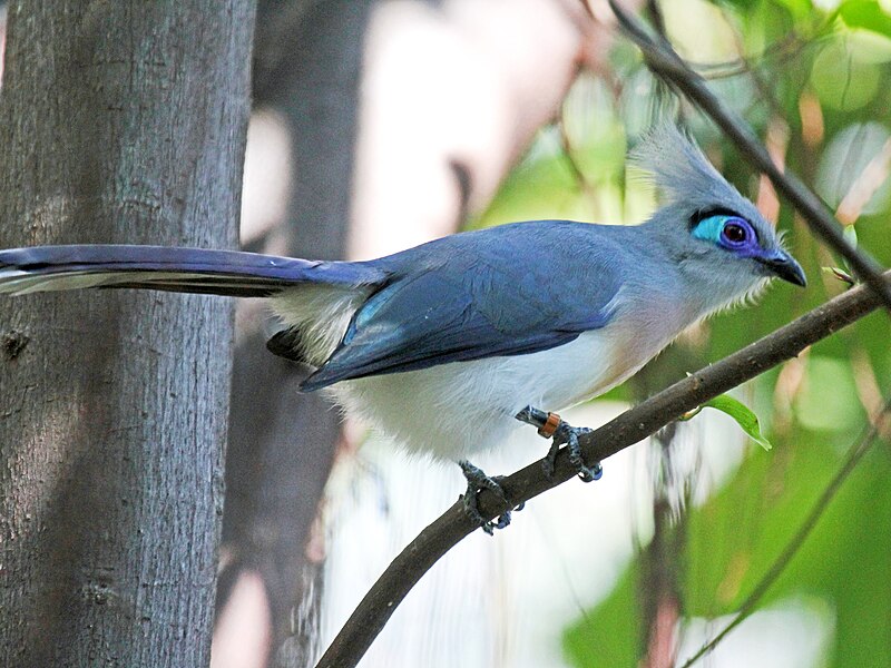 File:Crested Coua RWD3.jpg