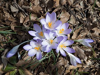 Crocus tommasinianus no Jardim Botânico do Brooklyn, Nova Iorque (definição 4 231 × 3 203)