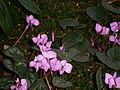 Cyclamen coum group