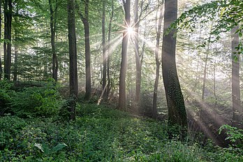 Reserva natural “Roruper Holz” na aldeia de Hanrorup, perto de Rorup, Dülmen, Renânia do Norte-Vestfália, Alemanha. (definição 6 701 × 4 467)