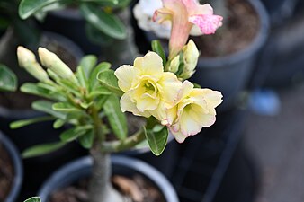 Plant of Thailand - Adenium in Thailand.