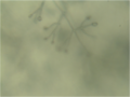 Dactylium spores 160X (2). 
 png