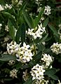 D.alpina, la dafne alpina, piccolo arbusto a fiori bianchi, è presente ma rara sui monti di tutta Italia, escluso l'estremo sud e le isole