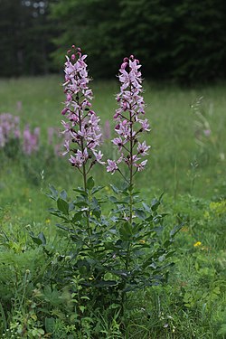 Mooseksenpalavapensas (Dictamnus albus)