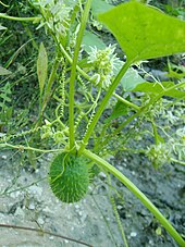 Echinocystis lobata