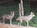 Indiai farkasok (Canis lupus pallipes)