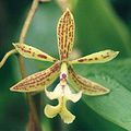 Epidendrum stamfordianum