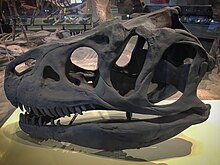 FMNH Allosaurus skull cast.jpg