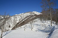 三方崩山登山道から望む残雪期のブナ林の稜線