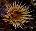 Miniatura para Pseudactinia