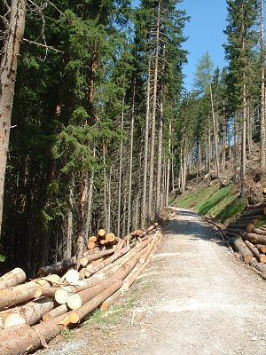 Forstarbeiten in Österreich.JPG