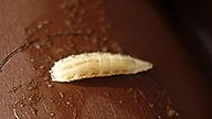 Fruit fly larva 01.jpg